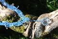 Tribal Art by Celia : Aqua aura
