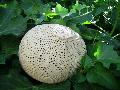 Artalia : noix de coco blanche