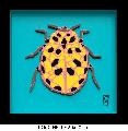 Coccinelle
