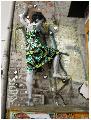 Collection 2010