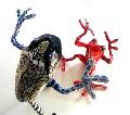 grenouilles
