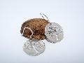 Boucles d\'oreilles Arbre