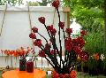 Vern Cramique : Roses sur tige et Pot aux roses